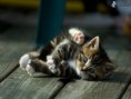 /album/fotogaleria/obrazky-4ever-sk-macka-labky-5459104-jpg/